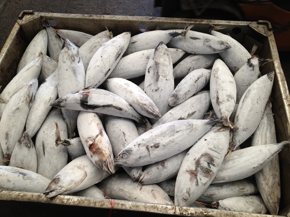 Замороженный тунец-Бонито птиц из дикой природы