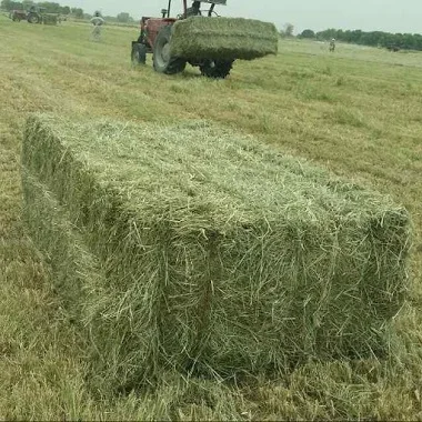 Best Quality Natural Alfalfa Hay/Alfalfa