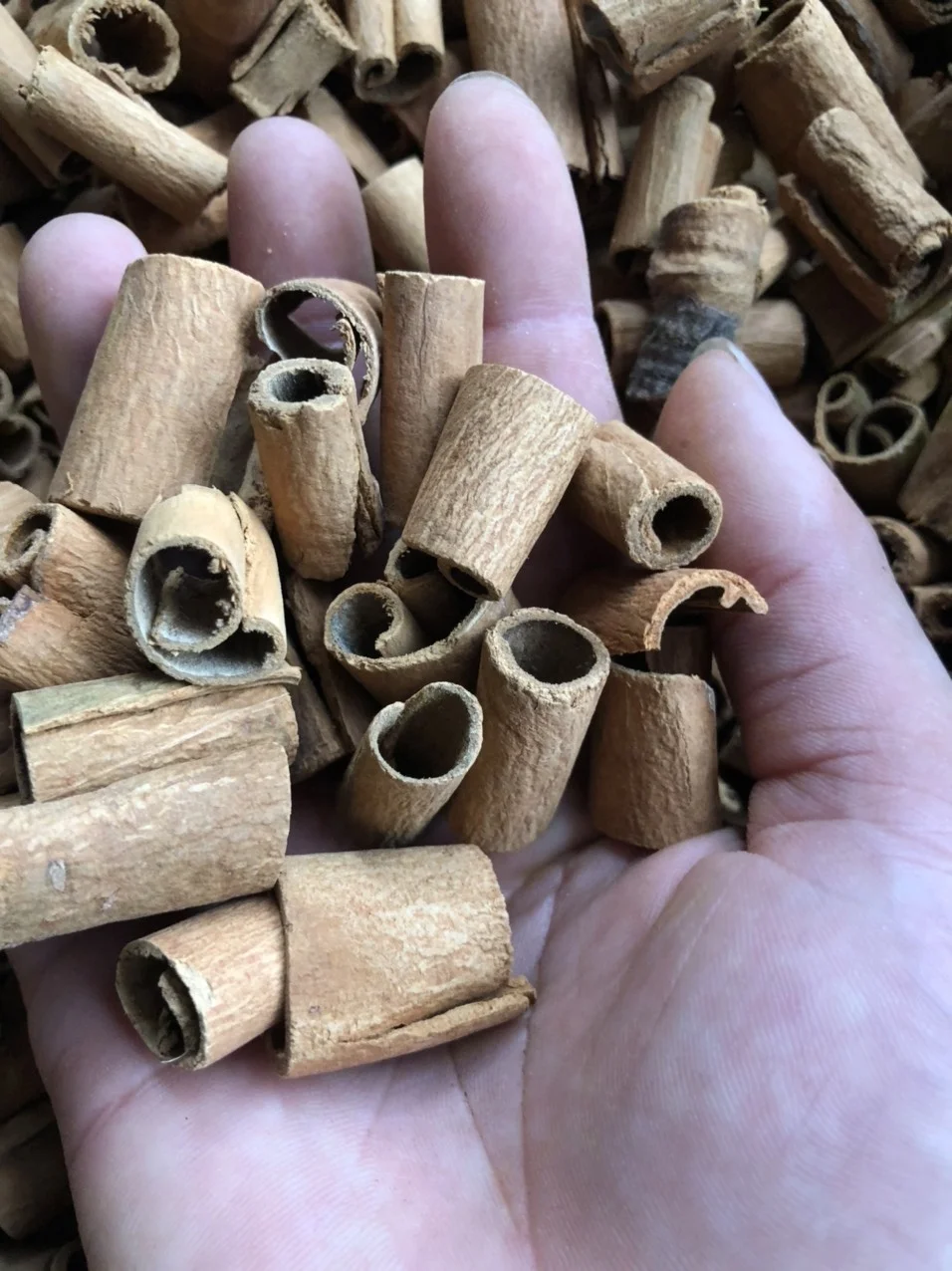 Skinless Round Cassia / Round Cinnamon / Short Round Cinnamon Tube