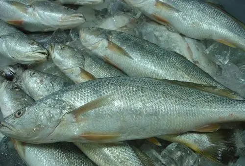 Wholesale Seafood Supplier Frozen Croaker For Sale In Cheap Price