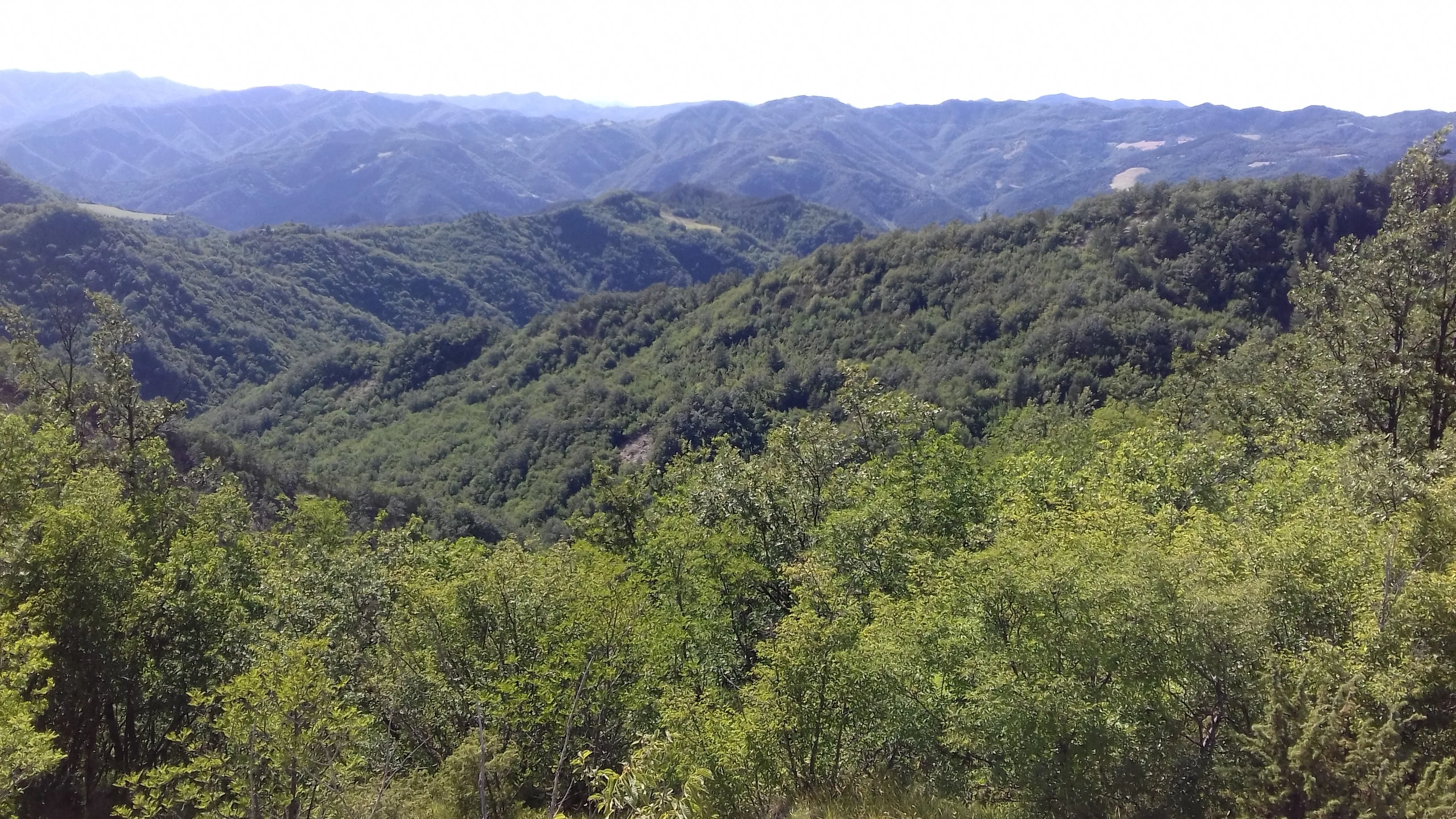 BLACK TRUFFLE(Tuber Mesentericum)