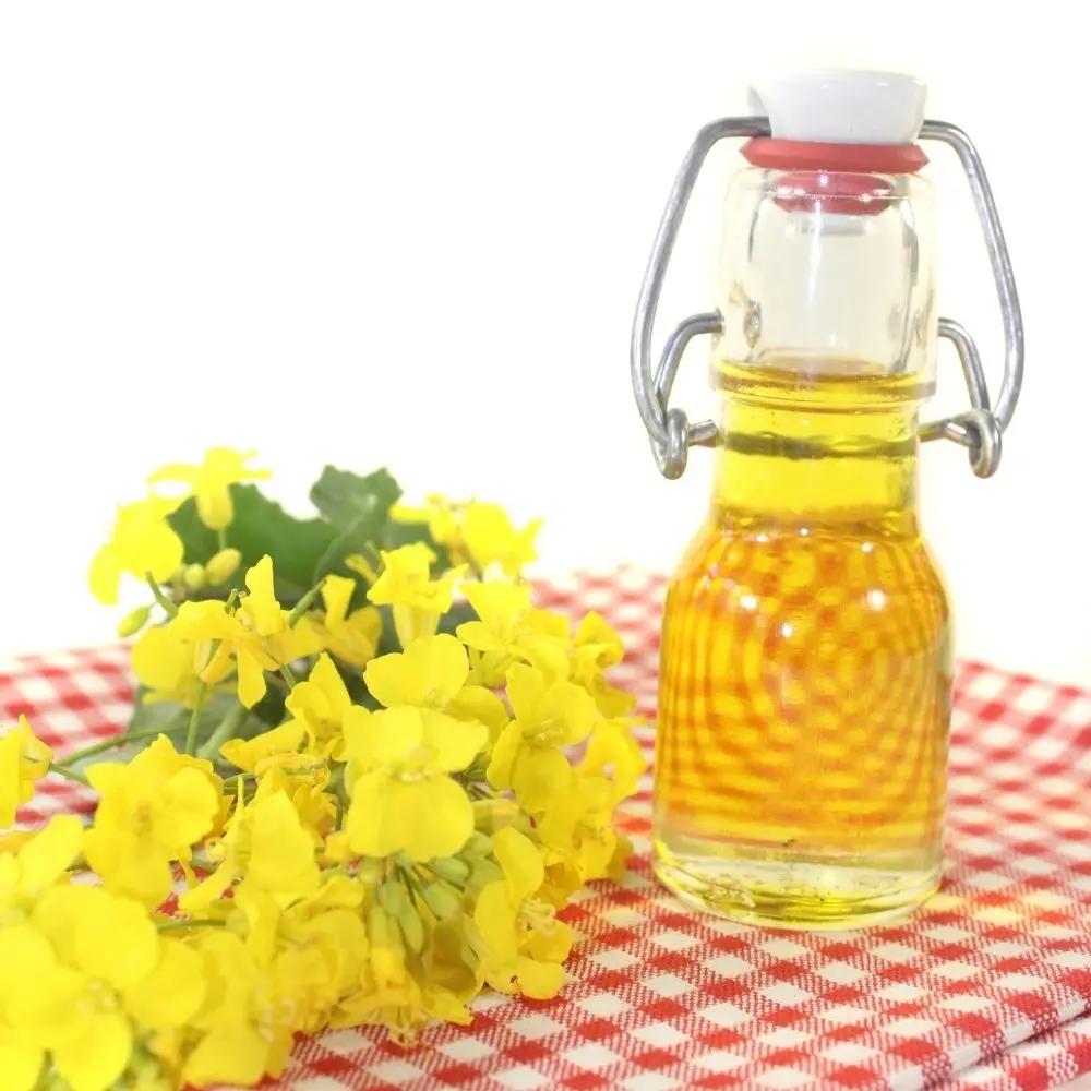 Wholesale cheap price 100% Pure Refined Canola Oil 100% Pure Refined Rapeseed Oil