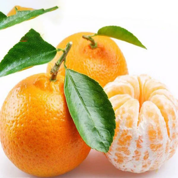 fresh mandarin orange/Citrus fruit Kinnow orange from Pakistan 100% Sweet
