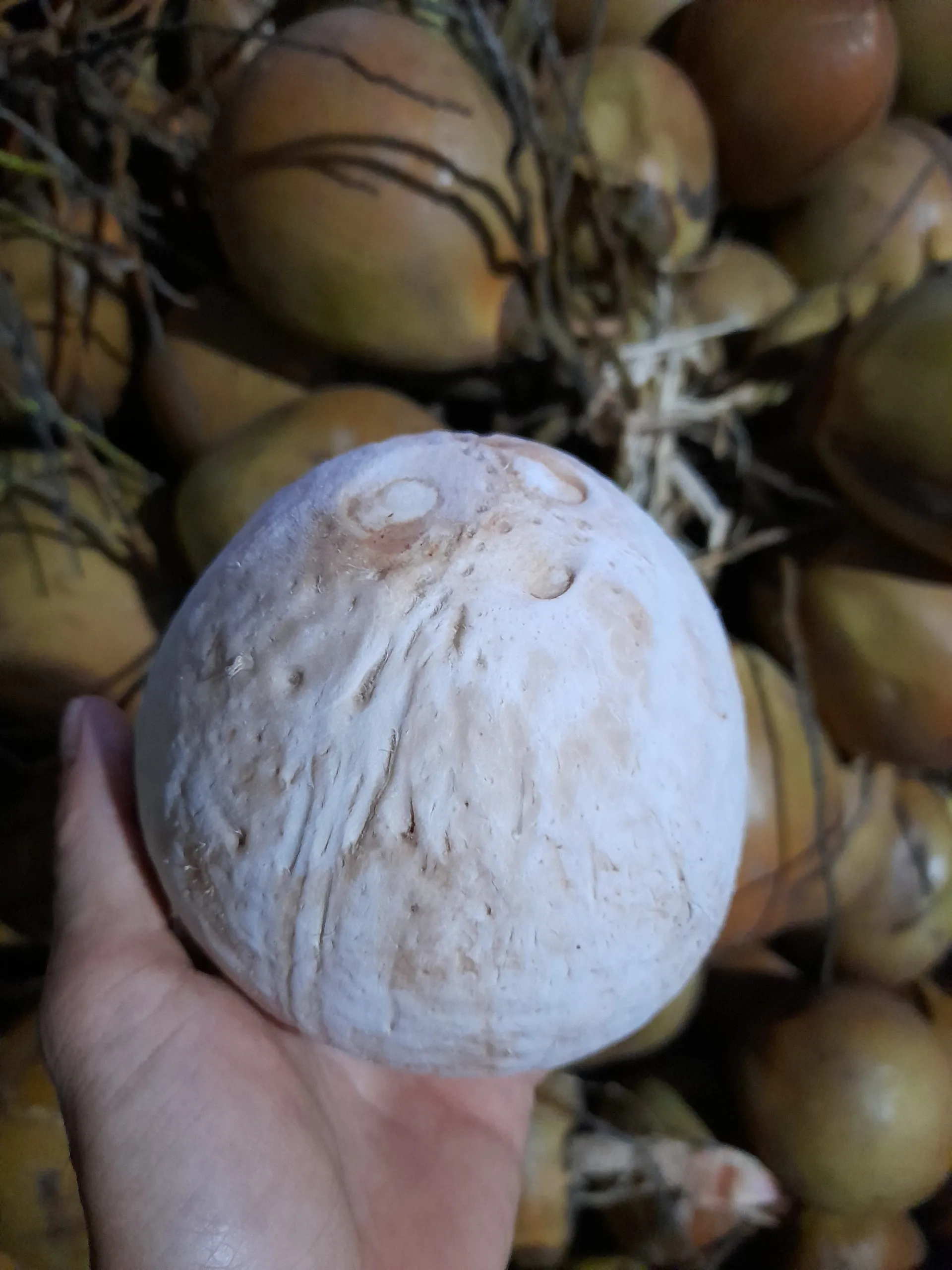 Свежий молодой кокос