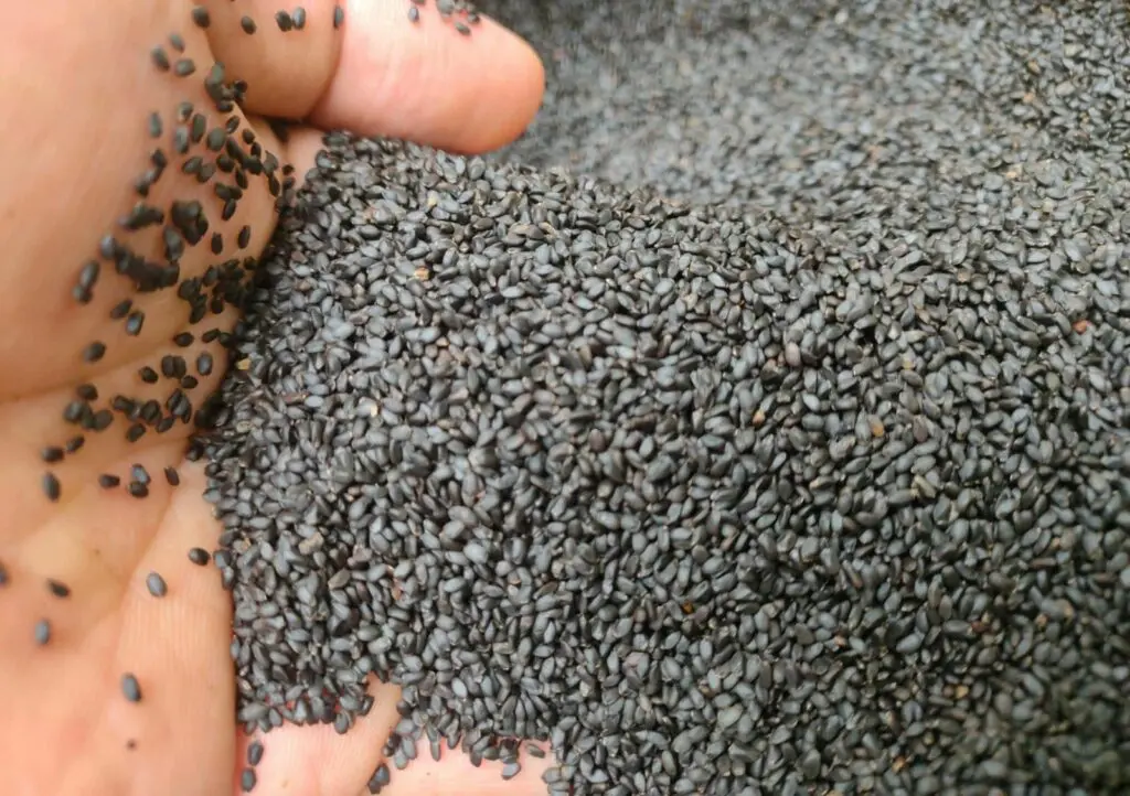  Производитель орехов и семян/семян базилика для напитков из Вьетнама // LANI + 84969331308