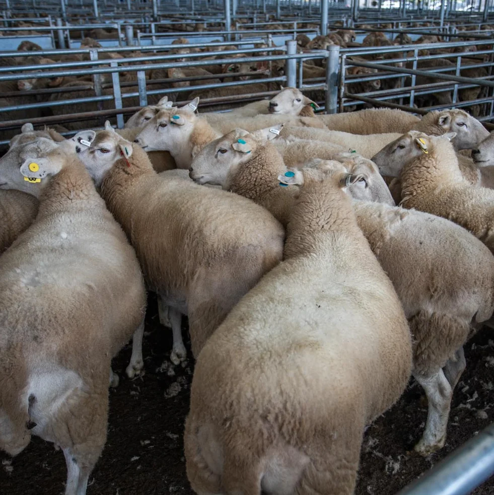 Wiltipoll sheep,cow,camel,sheep,goat,ox,bull