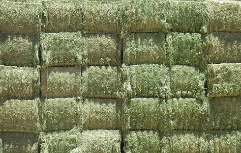 Alfafa Hay Feed/ Best Alfalfa for Export