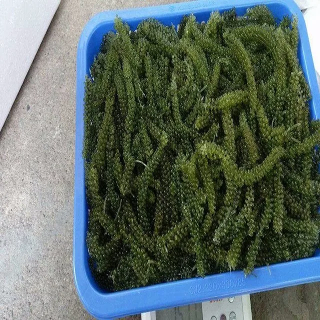 
GOOD PRICE OF SEAGRAPE_SEAWEED_HIGH QUALITY 