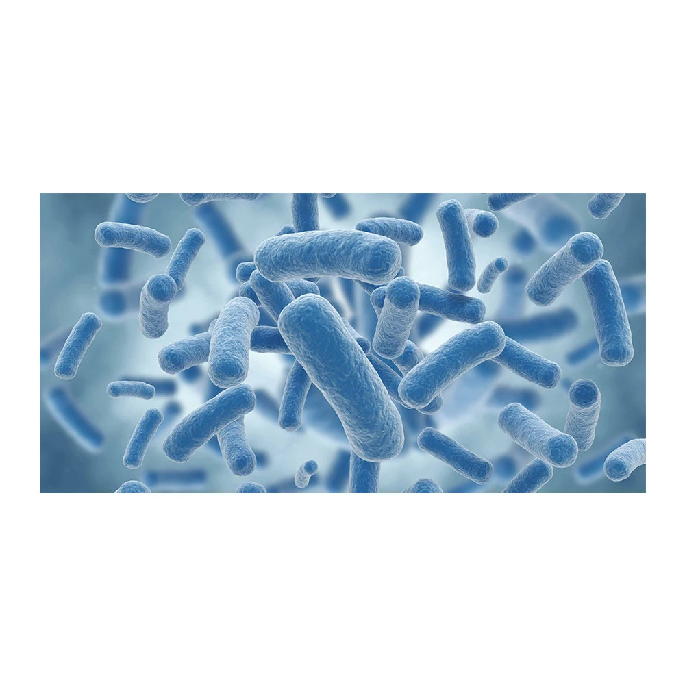 
Market Price Lactobacillus Gasseri Probiotics - Zealmax Biopharma 