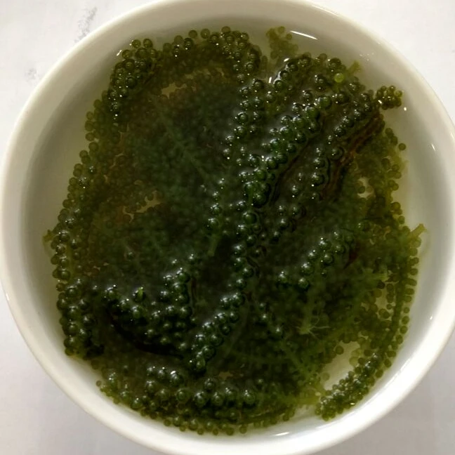 
TOP QUALITY Premium Quality Fresh Seagrapes/Salted seagrape /Dehydrated Green Caviar W/A+84 90 335 49 81 ( Kim ) 