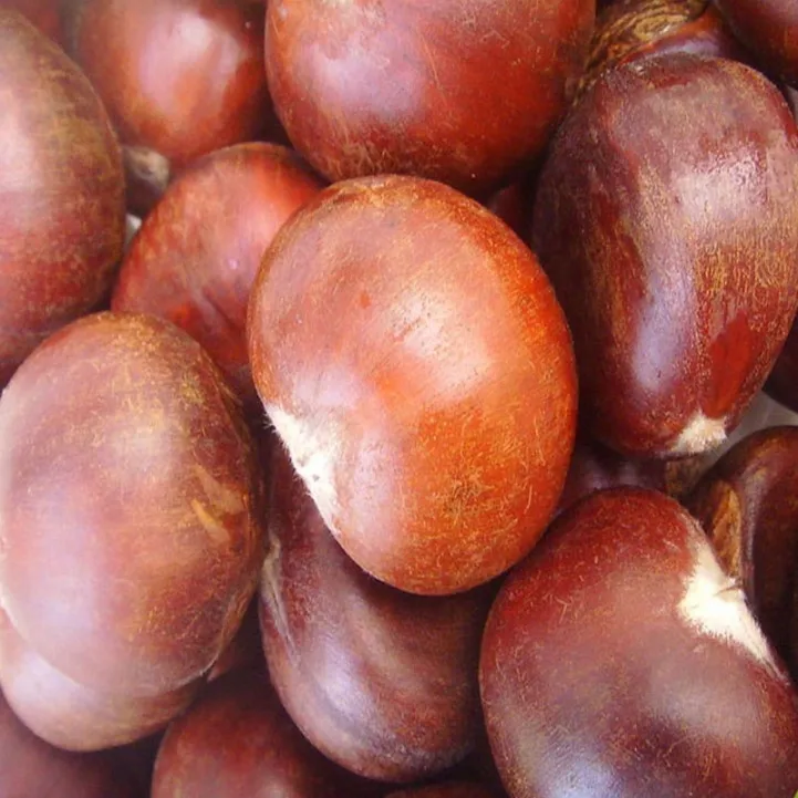 
Chestnut Wholesale Raw Sweet Fresh Kernel fresh chestnut 