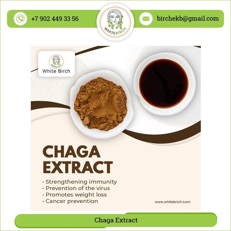 Multiple Health Benefits Natural Chaga Mushrooms Extract Powder for Sale