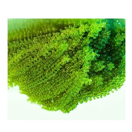
SEAGRAPE / LATOK / GREEN CAVIAR with High Quality from Viet Nam 