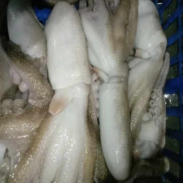 TOP QUALITY FROZEN ROUGH SKIN OCTOPUS WHOLE FROM INDIA