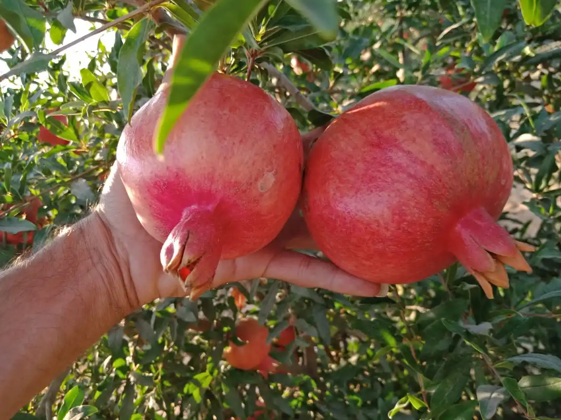 Свежий гранат Hicaz