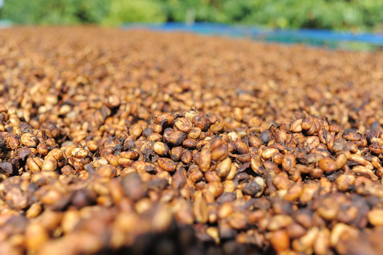 New Season 2021 High Quality Vietnam Robusta Coffee Beans - Robusta Clean S16, Black seed rate 0%