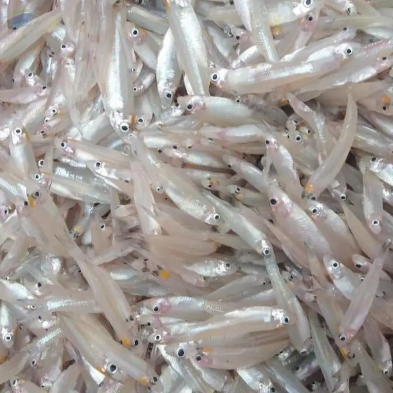 
Wholesale Frozen Anchovy / RIVER ANCHOVY Corica Soborna With High Quality From Vietnam 