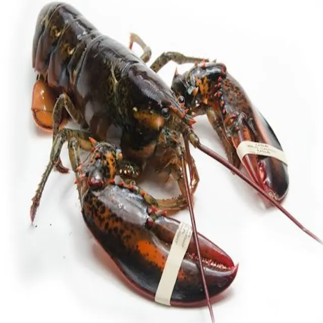 lobster 5.jpg