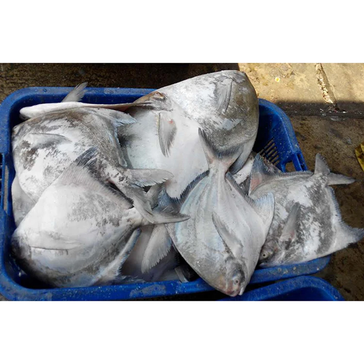 Bulk Frozen Farming Fish Professional Seafood Supplier