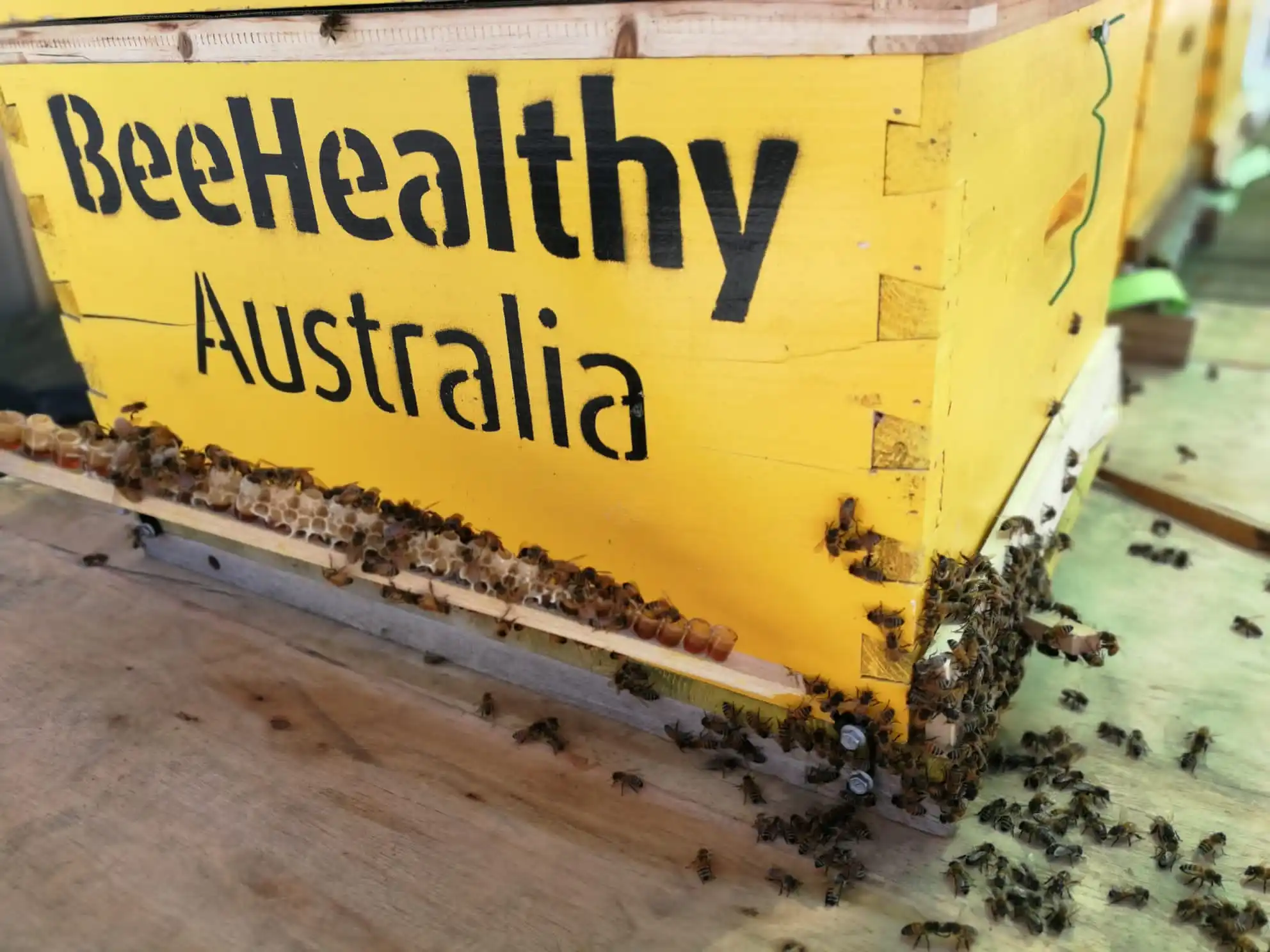 10-HDA 2%-Королевский желе свежий 500 г-Премиум-Австралийский-100% натуральный-лигурийская пчела