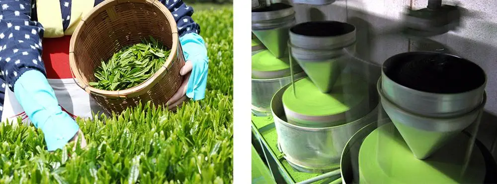 FUJI 1st, Handmade Traditional Organic Green Tea Matcha