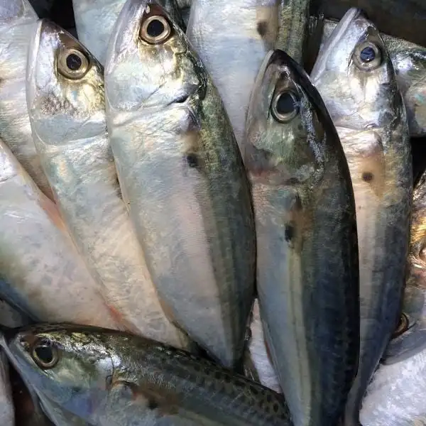 Mackerel Fish 9.jpg