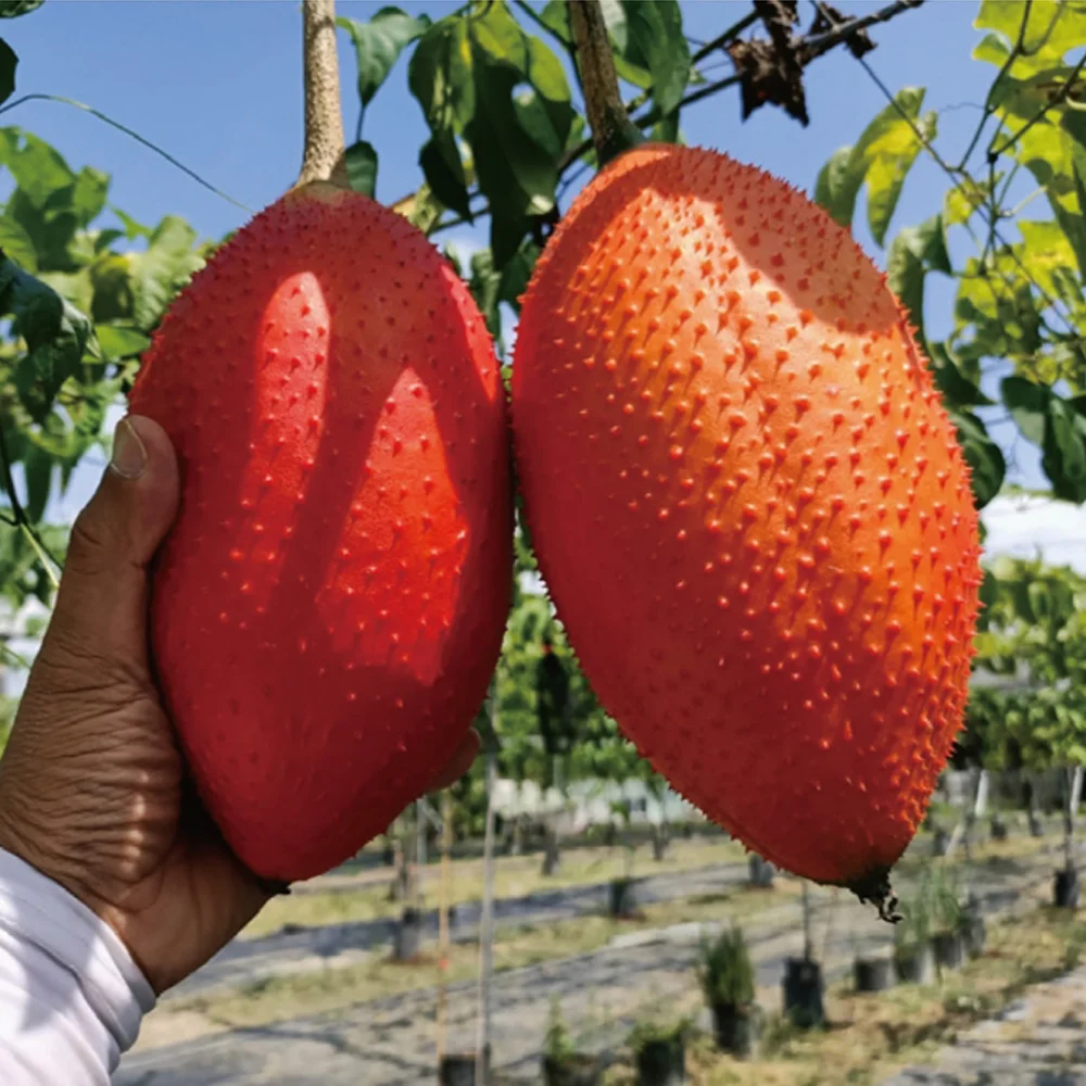 Full Lutein Improve Eyesight Gac Fruit Powder