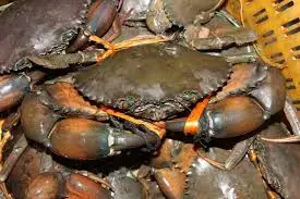 High Quality Frozen King Crabs