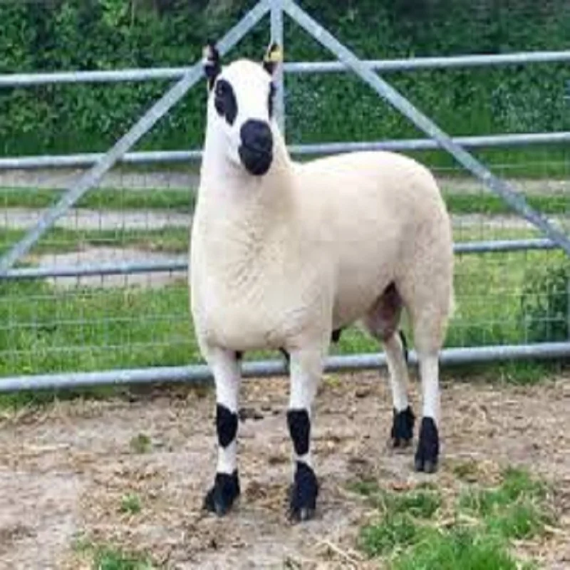 
Best Price Sheep for sale 