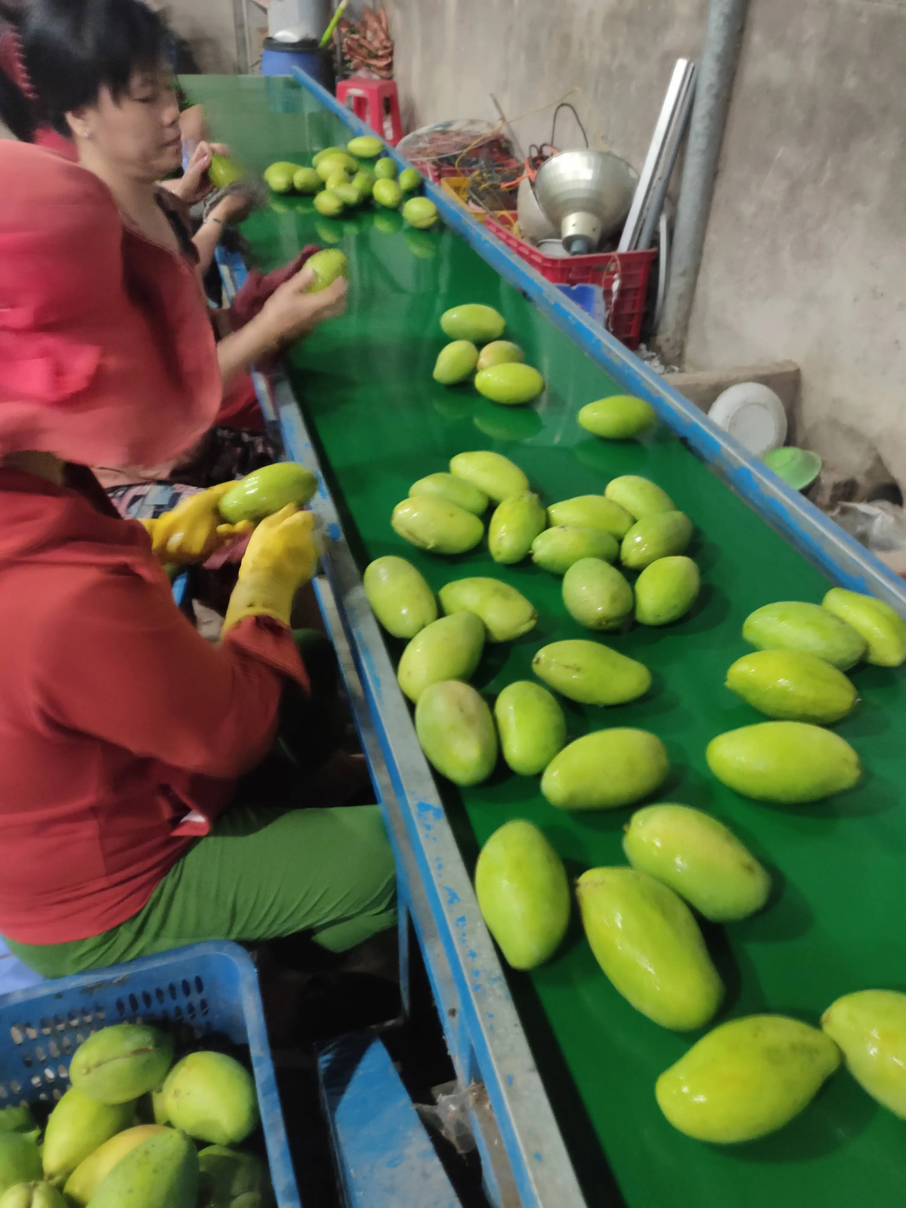 The Best Choice Have GAP Certification The Top Recommend For Fresh Green Mango Shipping From Vietnam