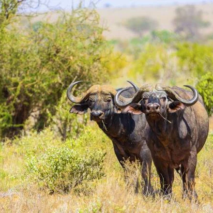 3 DAY MOMBASA TSAVO EAST AND SALTLICK SAFARI