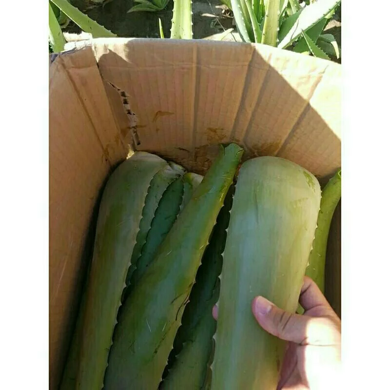 100% Natural Fresh Aloe Vera Leaves/Aloe Vera have amazing properties from Vietnam