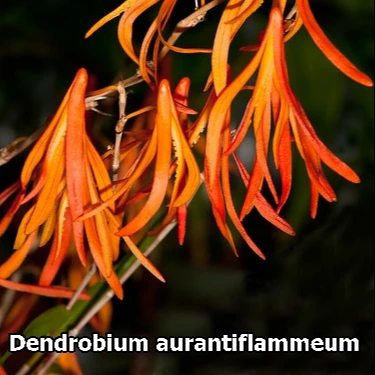 Dendrobium aurantiflammeum