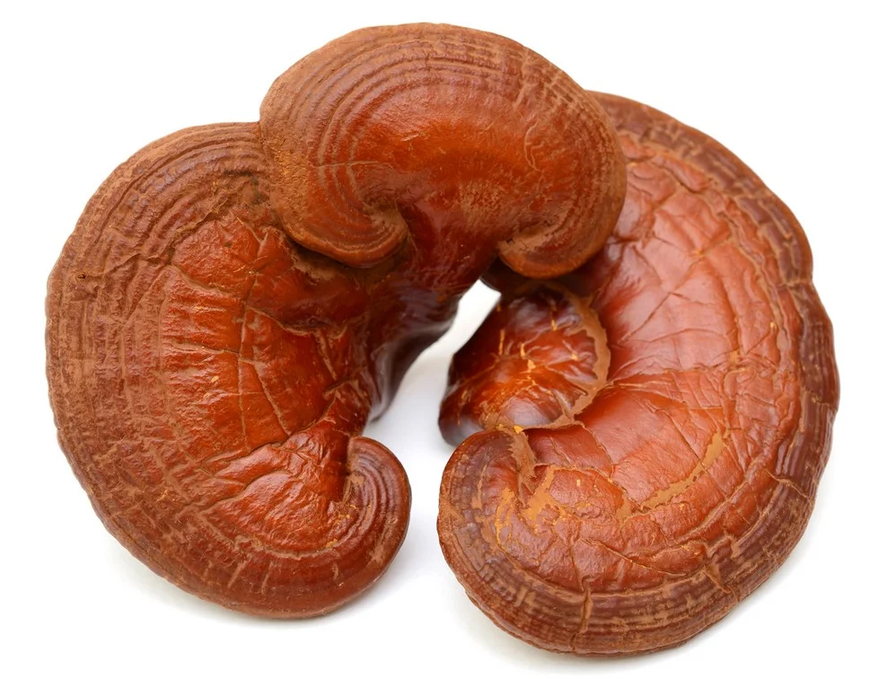 Высококачественный экстракт грибов рейши Lingzhi