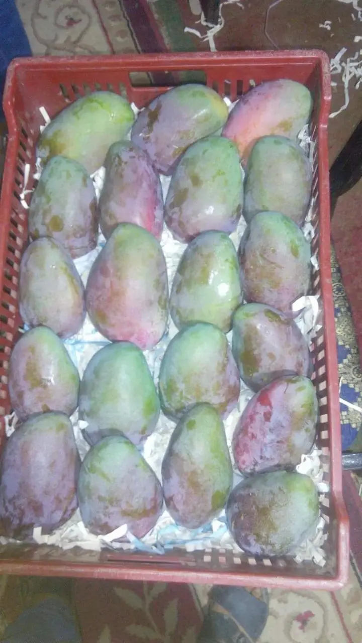 Egyptian Unique MANGO Fruit