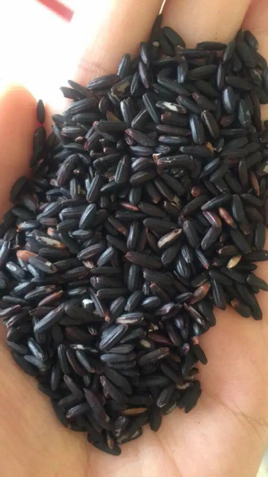 High quality new crop vietnam long grain purple rice organic