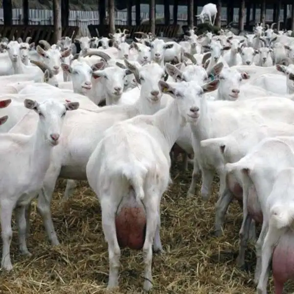  Продажа коз из