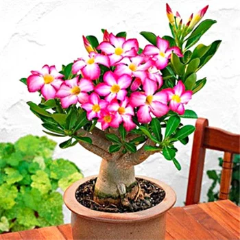 
Hot Selling Desert Rose Adenium Obesum Plants Seeds Bonsai Plant for indoor garden Send Gift 