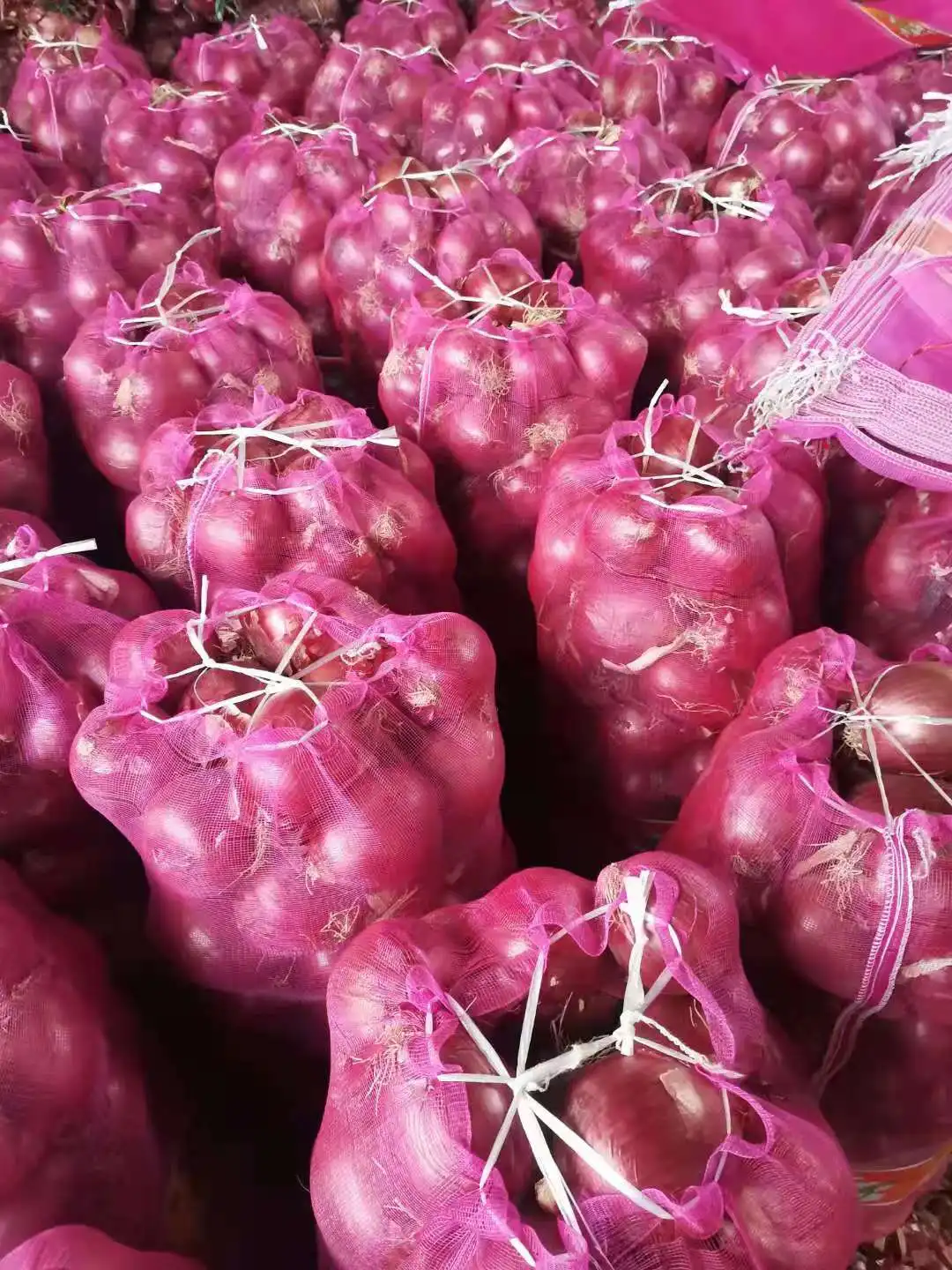 fresh onion , purple onion