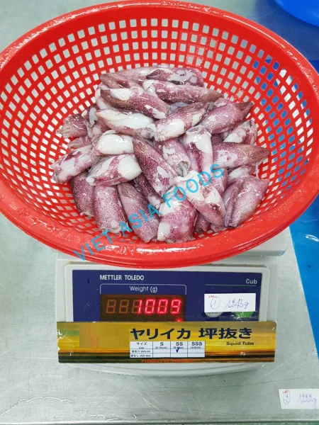 SQUID NEW PRODUCT HIGH QUALITY SQUID WHOLE RAW 6-8CM FROM VIETNAM