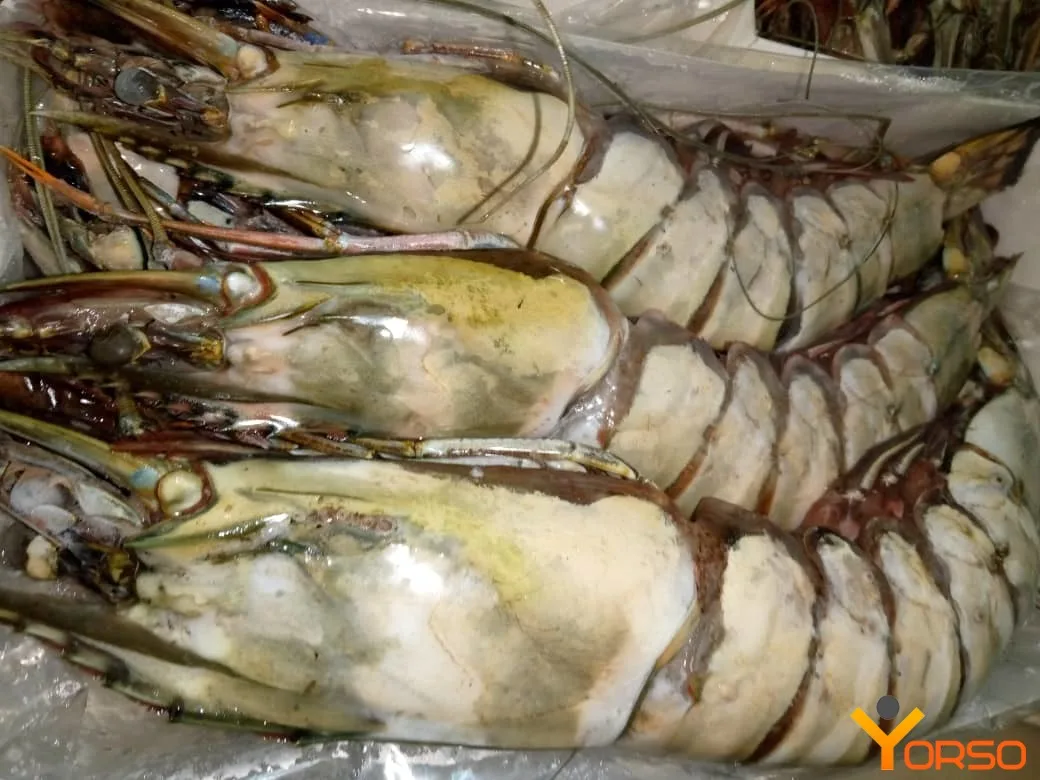  Тигровые креветки замороженный черный тигр гигантские оптом