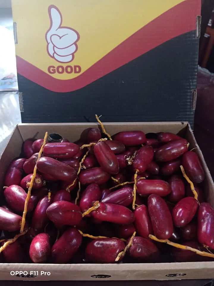 High Quality Fresh Egyptian Red Zagloul Dates for Export