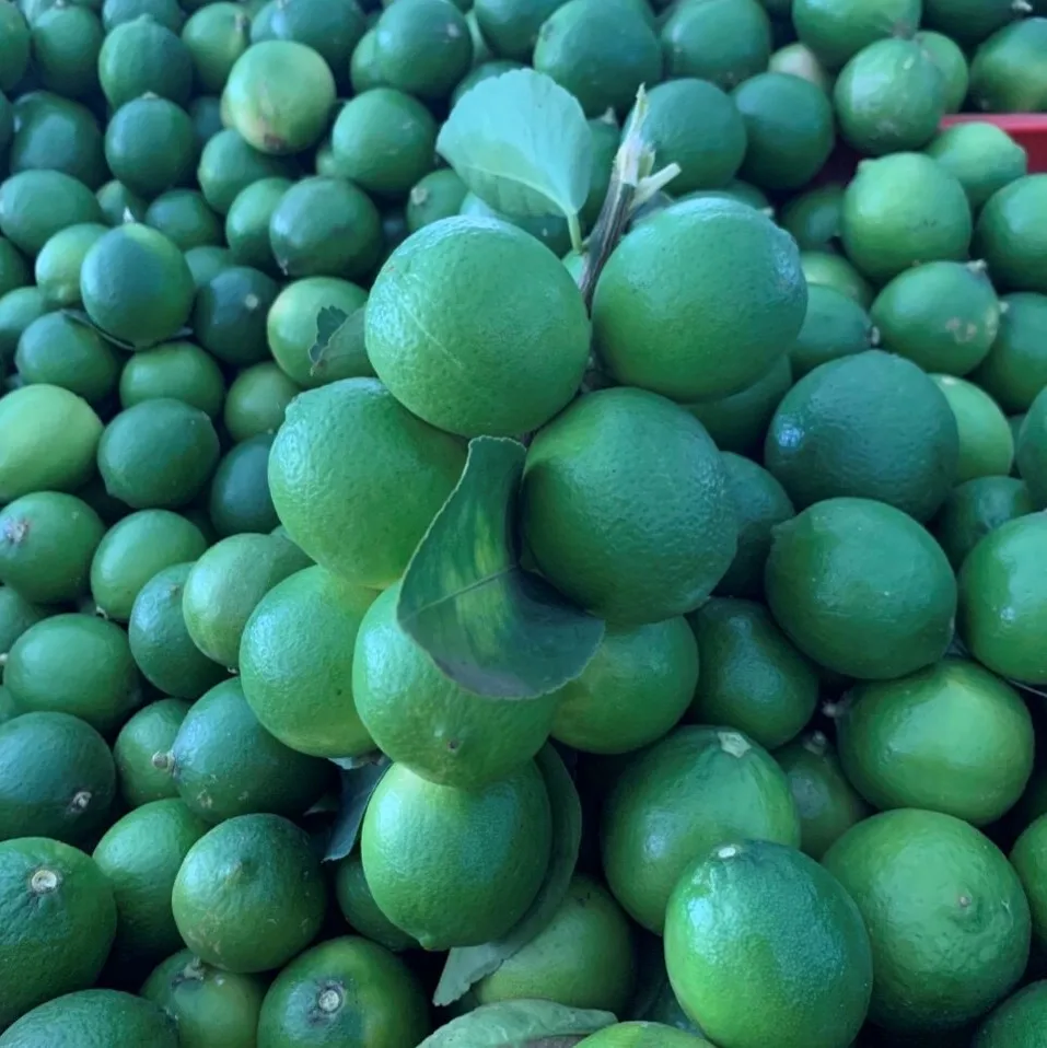 FRESH SEEDLESS LIME FULL SIZE S/M/L FOR DUBAI MARKET CHEAP PRICE TRACY CAO 84 969 800 854