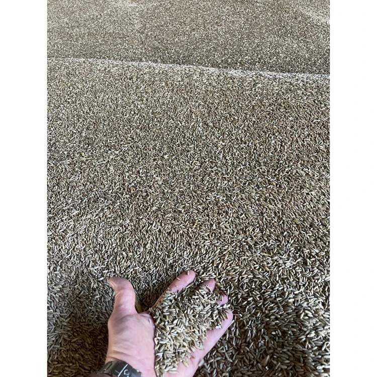 100% натуральное зерно пшеницы органического качества для продажи сельскохозяйственное производство