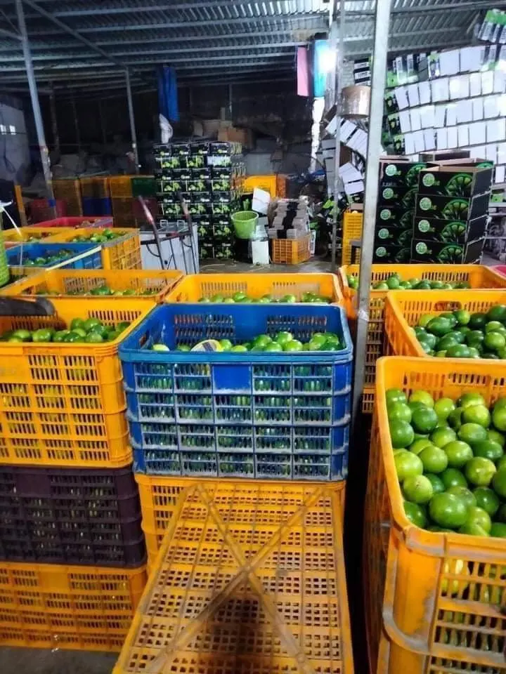  Свежий зеленый лимонный цитрус из Вьетнама // Jolene + 8433608915