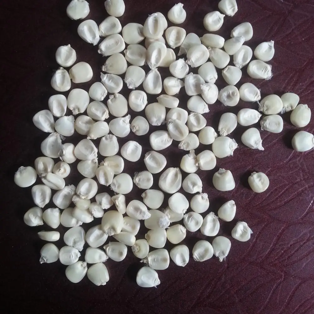 Best Grade White Corn Maize For Animal Feed White Maize Corn