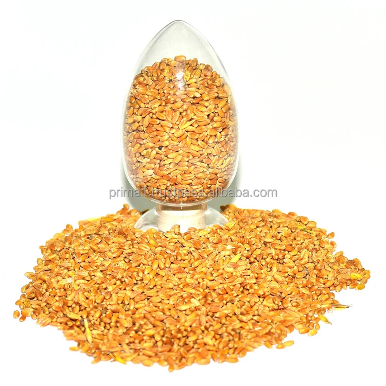 Top sale wheat grain for animal feeding from Russia, wheat grain whole organic