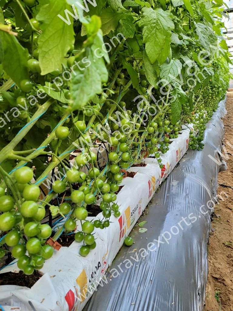 Coco Peat and Husk Chips Grow bags - Turkish Market