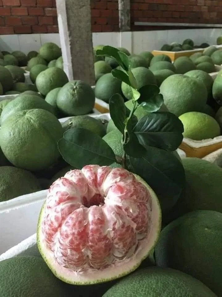 Wholesale 100% Fresh Citrus Grapefruit pomelo fruit fresh/organic Newest Season Natural color Tasty made in Viet Nam