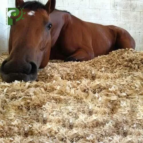 Wood Shaving For Animal Bedding Pine/acacia/mix woods best price for Poultry/ fertilizer PINE WOOD SHAVING FOR SALE